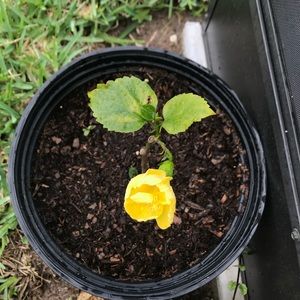 Meet your Posher, Dj